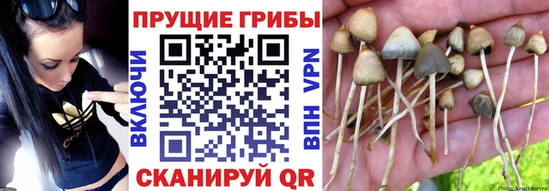 купить наркотик  omg ссылка  Псилоцибиновые грибы ЛСД  Батайск 
